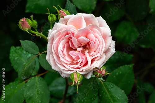 Rose after the rain