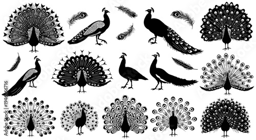 Peacock Silhouette Collection: Elegant Birds with Fanned Tails, Feathers, and Outline Graphics