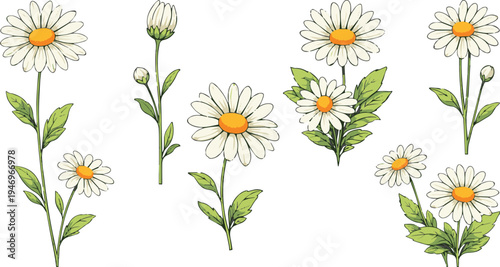Hand Drawn Chamomile Daisy Flower Set with Leaves and Buds Colorful Botanical Floral Vector