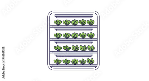 Broccoli on metal shelves indoor farm.