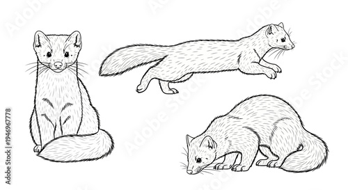 Set of Three White Ermine Drawings