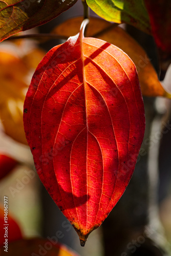 Autumn leaf in fall