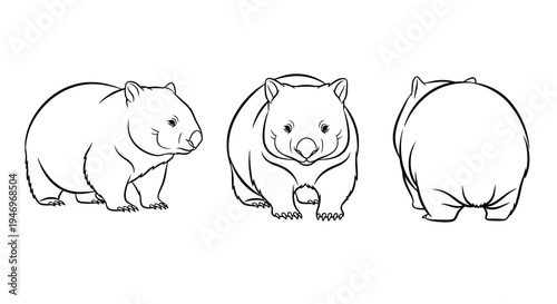 Wombat Line Art in Three Views Side Front and Back