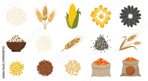 Various grains and seeds vector illustration