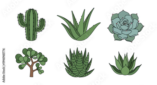Various green succulents and cacti illustrations