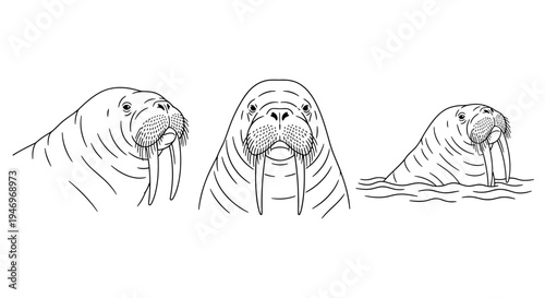 Line Art Portraits of Walruses In Different Poses