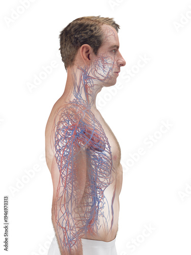 A Detailed 3D Depiction Of The Circulatory System Of A Man