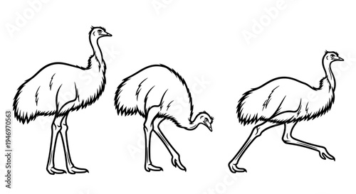 Emu in Different Poses Black and White Sketch