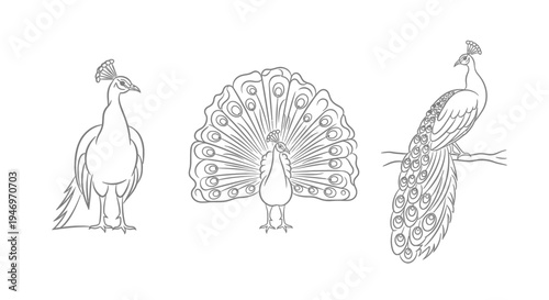 Elegant Peacock Line Art Set on White