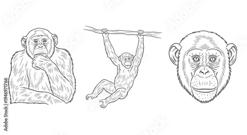 Chimpanzee Sketches Pensive Pose Hanging and Face