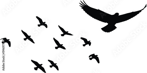 Mega collection of black bird silhouettes featuring soaring eagles flying raven flocks migrating seagulls and small songbirds perched on wires isolated on white background