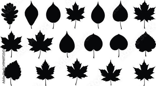 Leaf silhouette set, black maple oak and elm foliage vector illustration, botanical autumn garden plant elements isolated on white, design.