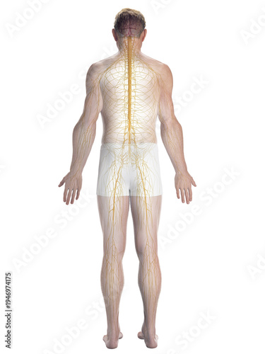 A Detailed 3D Depiction Of The Nervous System Of A Male