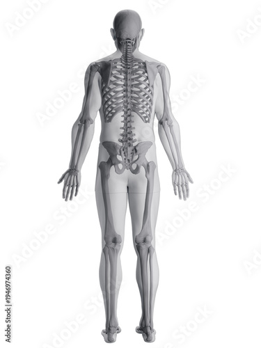 A Detailed 3D Depiction Of The Skeletal System Of A Male