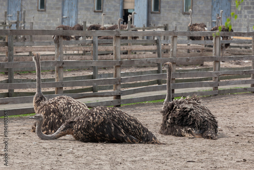 Billede på lærred Group of Ostriches Resting at Farm Paddock