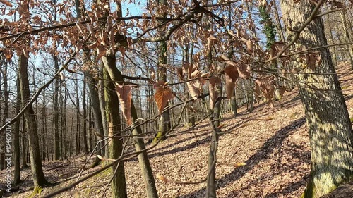 Dry autumn leaves on tree branch moving in wind in deciduous forest