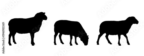 set of silhouettes of sheep	