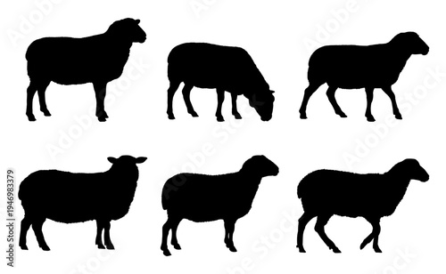 set of silhouettes of sheep	