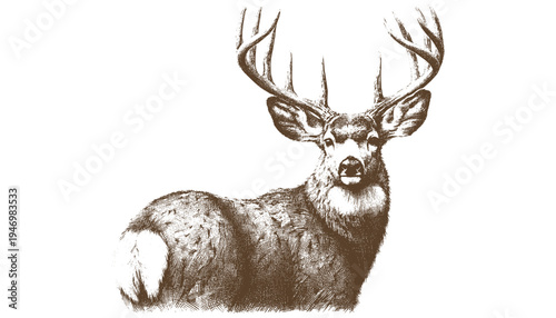 Mule deer vector