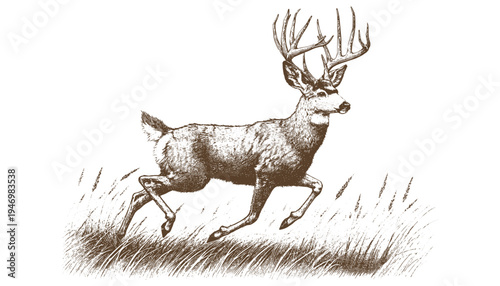 Mule deer vector