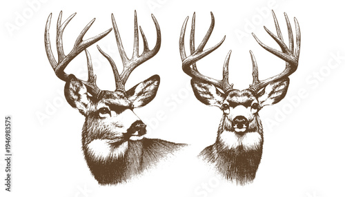 Mule deer vector