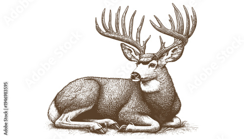 Mule deer vector