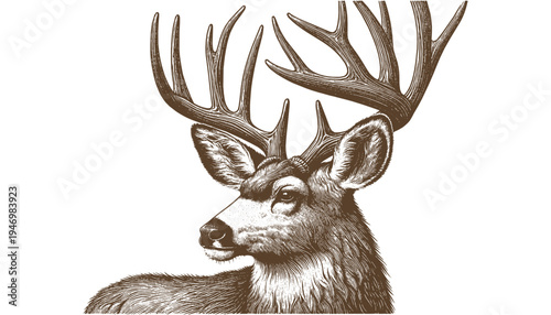 Mule deer vector