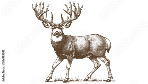 Mule deer vector