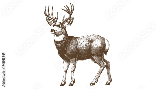 Mule deer vector