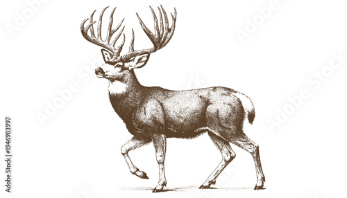 Mule deer vector