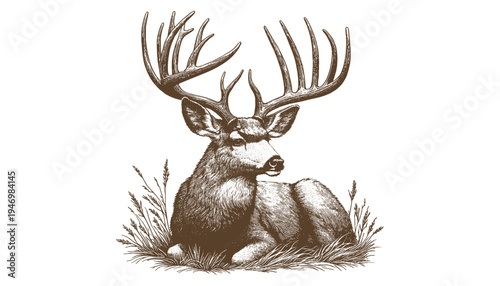 Mule deer vector