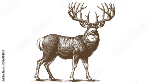 Mule deer vector