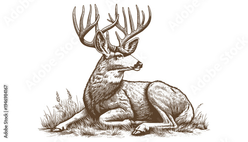 Mule deer vector