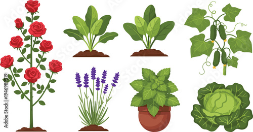 Garden Plant Collection with Roses, Lavender, Cucumbers, Lettuce, and Potted Plants, Ideal for Gardening, Nature-Inspired Designs, and Home Decor