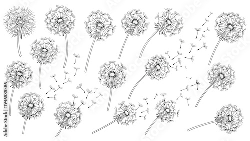 Beautiful collection of hand-drawn dandelions, depicted with delicate seeds blowing away in the wind, symbolizing wishes, lightness, and the cycle of nature.