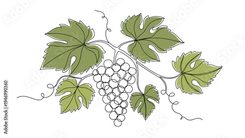Elegant continuous line drawing depicting a vibrant grapevine with lush leaves and a full, ripening bunch of grapes, perfect for winery themes.