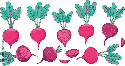 Beetroot vegetable vector illustration set with whole and sliced beets and green leaves, fresh organic root vegetable collection for healthy food design