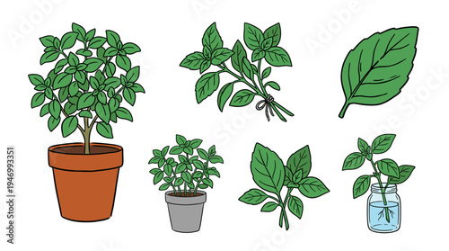 Illustration of a basil plant set, featuring hand‑drawn contour drawings