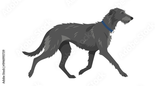 A flat vector illustration on a white background of a tall, slim Scottish Deerhound puppy, purebred, walking with a collar and bone tag