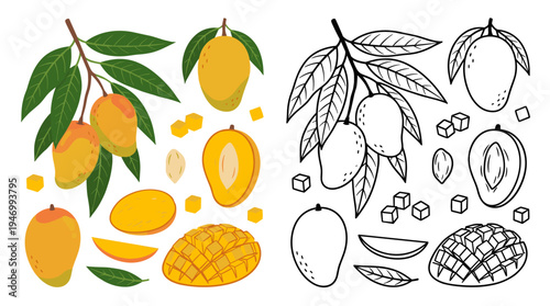 Illustrations featuring both colored and monochrome botanical sketches of whole and sliced mangoes set against a white backdrop, showcasing a collection of luscious, juicy, exotic tropical fruits