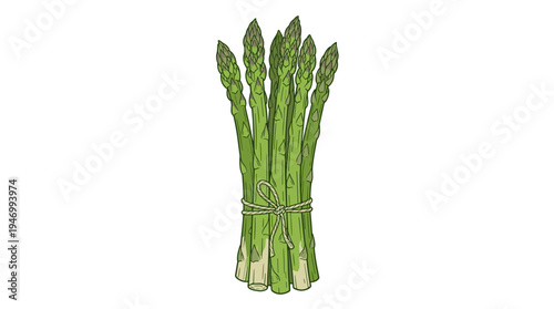 Bright green asparagus shoots, a fresh plant, with sparrow grass stems and raw vegetarian sparrowgrass, depicted in a realistic, detailed hand‑drawn vector illustration of the vegetable against a