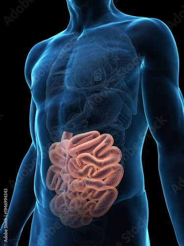 A Detailed 3D Depiction Of A Human Male With Small Intestines