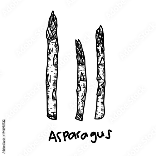 Vintage Hand Drawn Fresh Asparagus