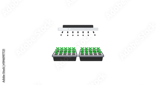 Seedlings in black plastic trays.