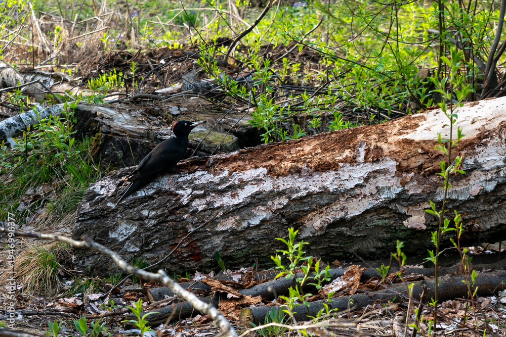 Fototapeta premium Black Woodpecker Perched On Fallen Birch Log In Spring Forest Habitat