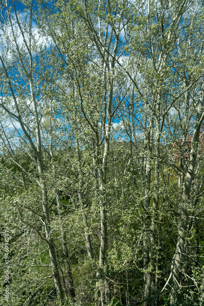 Fototapeta premium Sunlit Aspen Grove With Fresh Spring Leaves Against a Bright Blue Sky