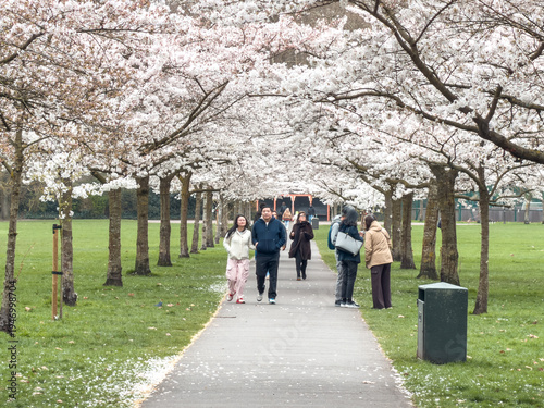 Photography spring sakura trees and people walking along in battersea park london