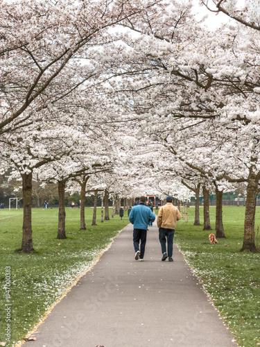 Photography spring sakura trees and people walking along in battersea park london