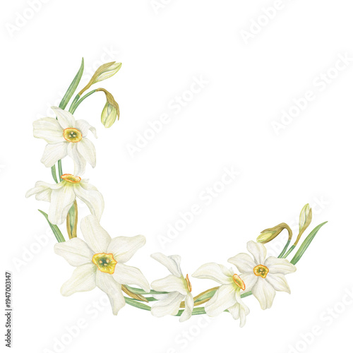 Blooming white daffodils with buds and green foliage watercolor semicircular garland on isolated background. Hand drawn spring delicate flowers template for botanical prints, Easter celebrations.