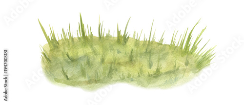 Grassy tussocks and hummocks with yellow green foliage watercolor illustration on isolated background. Natural wetland vegetation, swamp and marsh landscapes. For publications, educational resources.